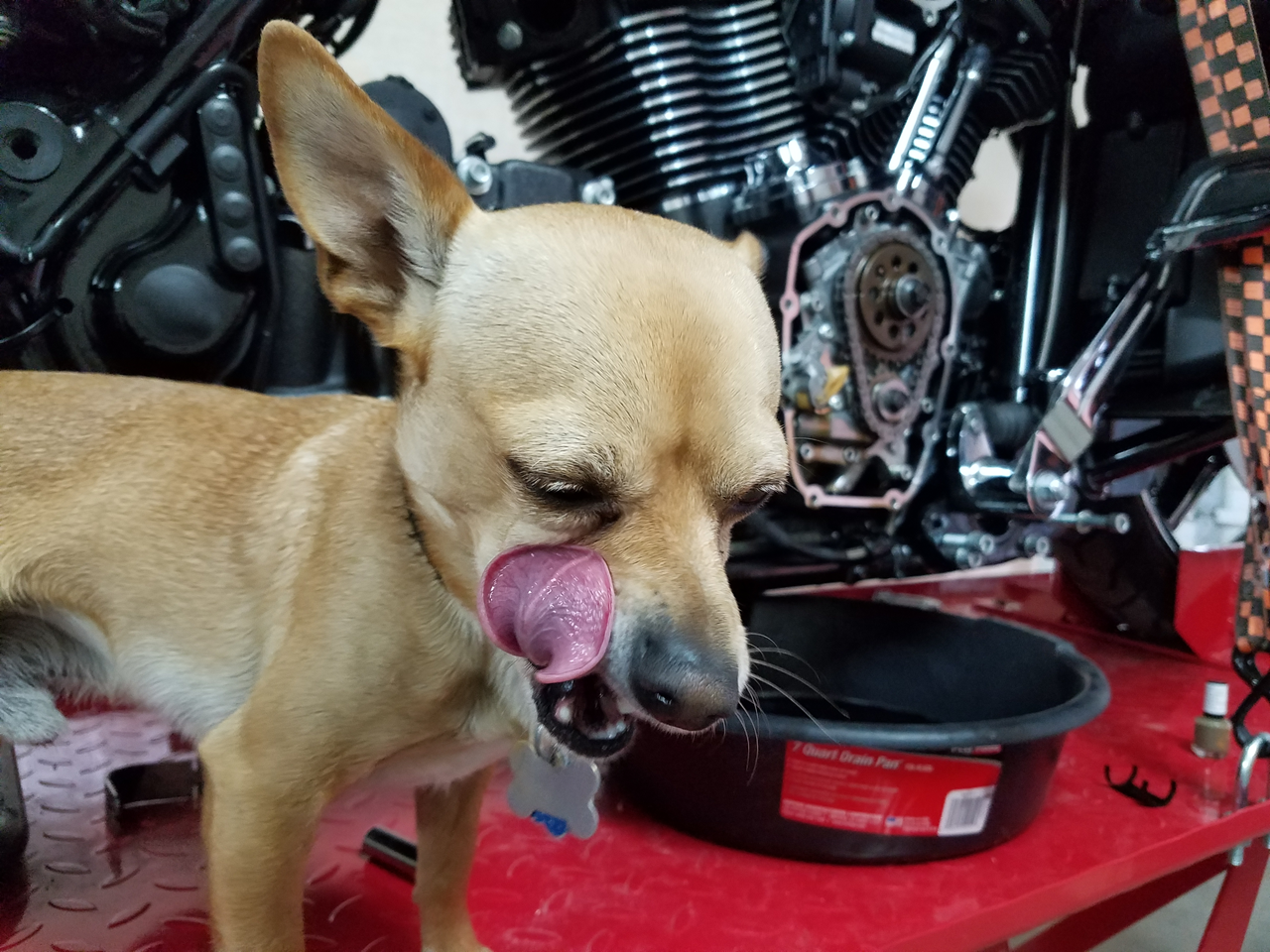 Peanut Love Wrenching on Bikes