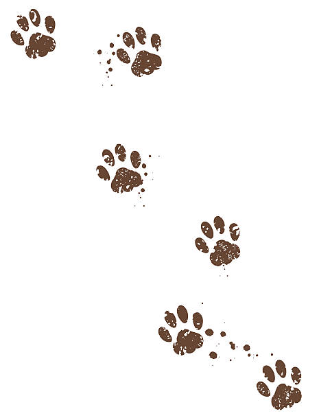 Peanut's paw prints